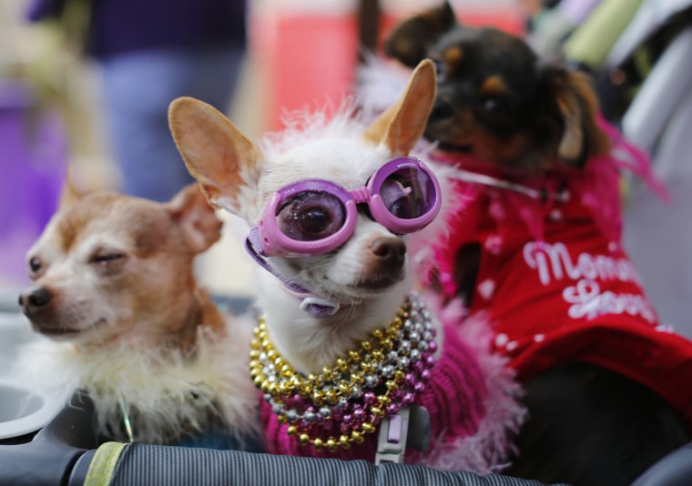 Image: Bianca arrives in a baby carriage to compete in Doggie Gras Parade and Fat Cat Tuesday Celebration in Rancho Santa Fe