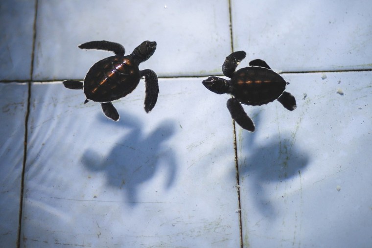 Image: Indonesia Bali Turtle
