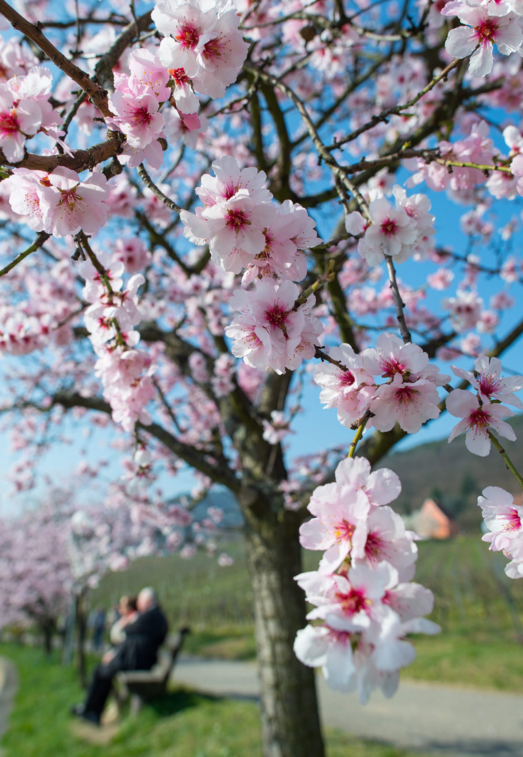 Image: Almond blossoms