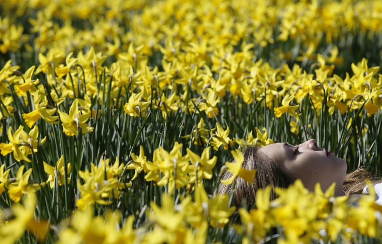 Image: Woman rests among spring daffodils in the sun as the weather warms in London