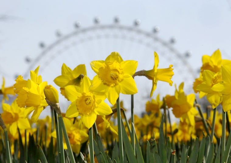 Image: The London Eye creates a background for spring daffodils in the sun and warm weather in London