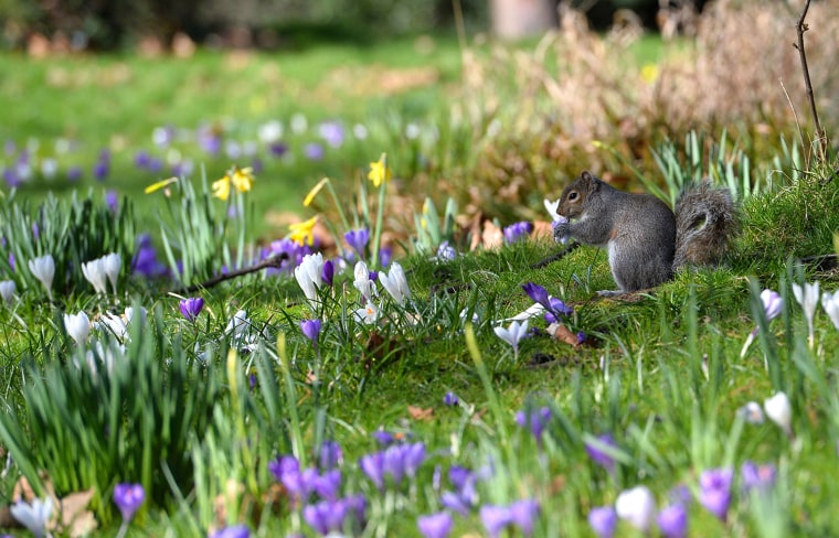 Image: Spring Weather in London