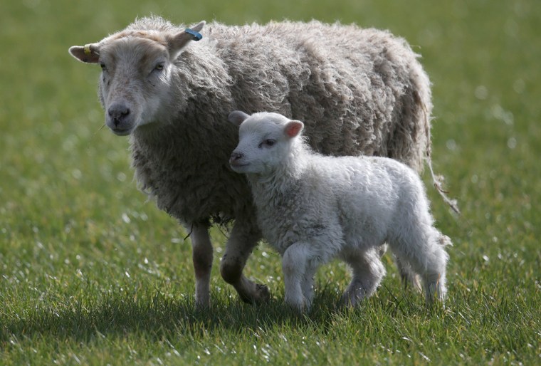 Image: Lambs Born To Ewes Rescued From Flood Water
