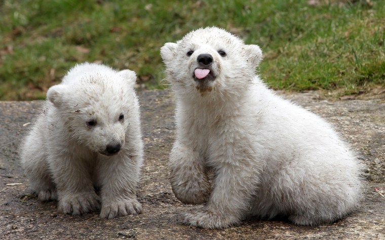 Image: *** BESTPIX *** Munich Zoo Presents Twin Polar Bear Cubs