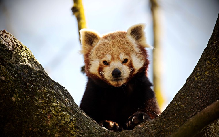 Image: GERMANY-ANIMALS-ZOO-RED PANDA