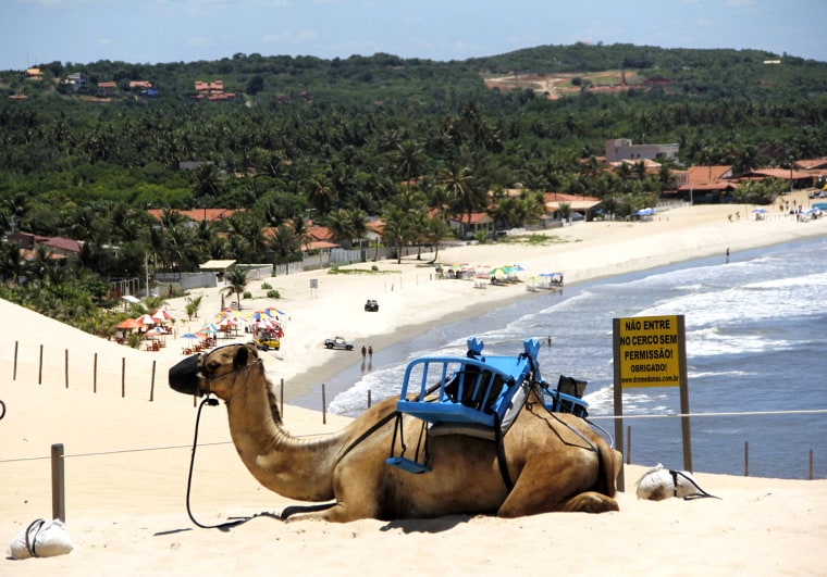 Image: A camel takes a rest at the Genipabu dunes in Natal