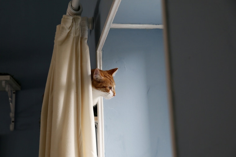 Image: A cat stares out of a window at the Lady Dinah's Cat Emporium in London