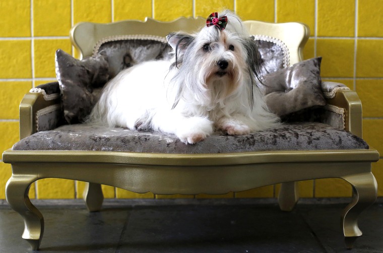 Image: A one and a half-year-old female Chinese Crested Powderpuff poses on a sofa after a beauty treatment for dogs at Pet Salon in Sao Paulo