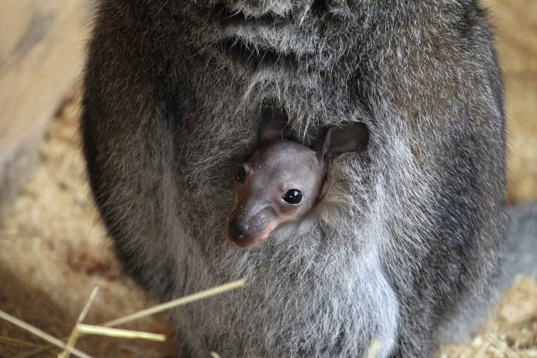 Image: Joey looks out from its the pouch of its mother, Chuck the kangaroo, in her enclosure at a zoo in the western Siberian city of Barnaul