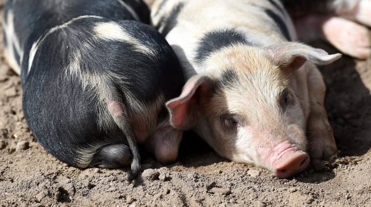 Image: Piglets at Arche Warder