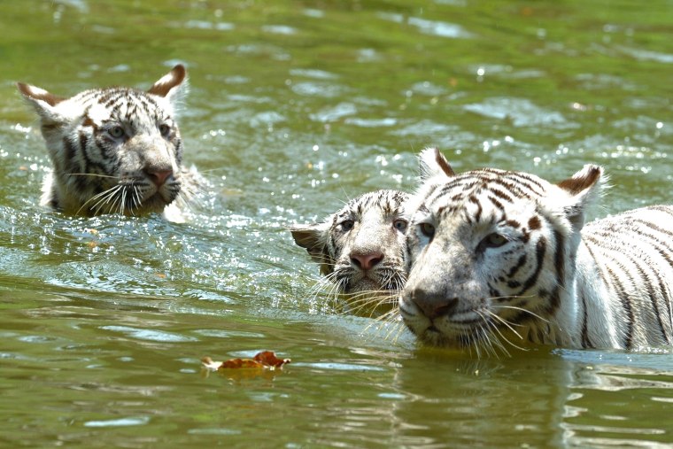 Image: INDIA-ANIMAL-TIGER-ZOO