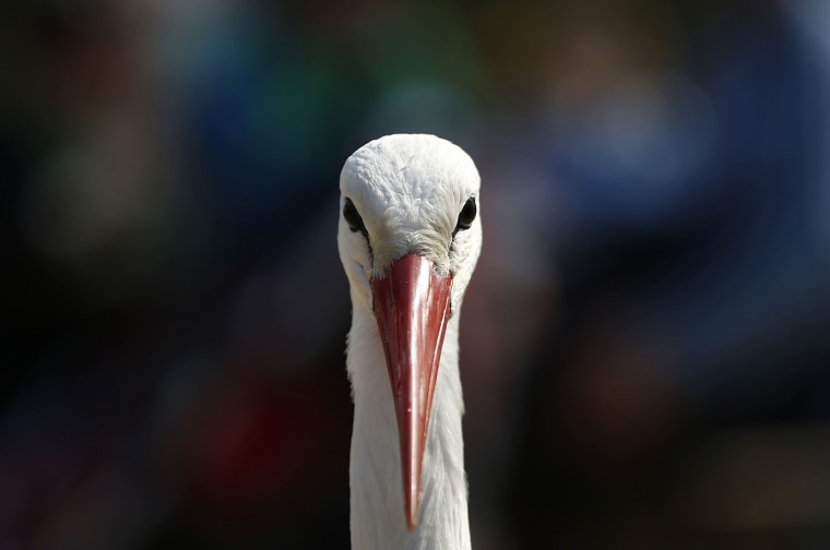 Image: A stork looks on at the zoo of Planckendael near Mechelen