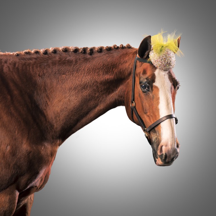 Horses in hats! Racing season starts 