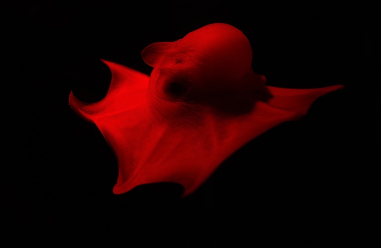 Image: A flapjack octopus swims in its darkened tank at the Monterey Bay Aquarium