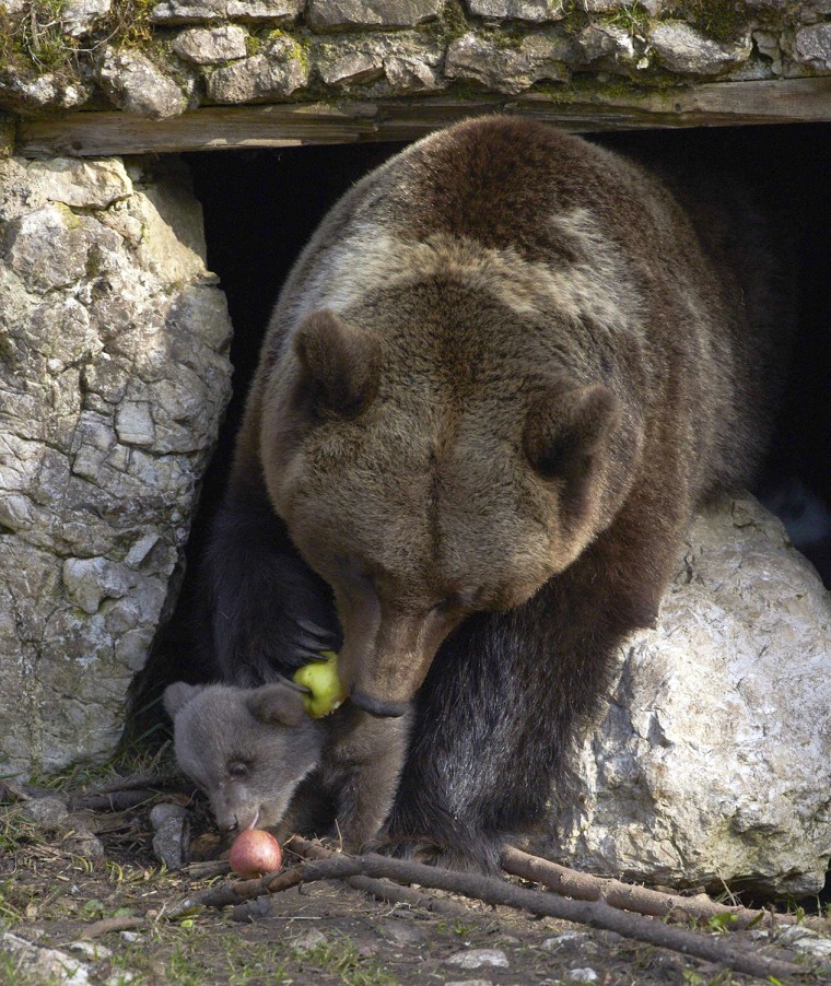 Image: Brown bear cub eats an apple with it's mother Ursina in their enclosure at Juraparc animal park near Vallorbe