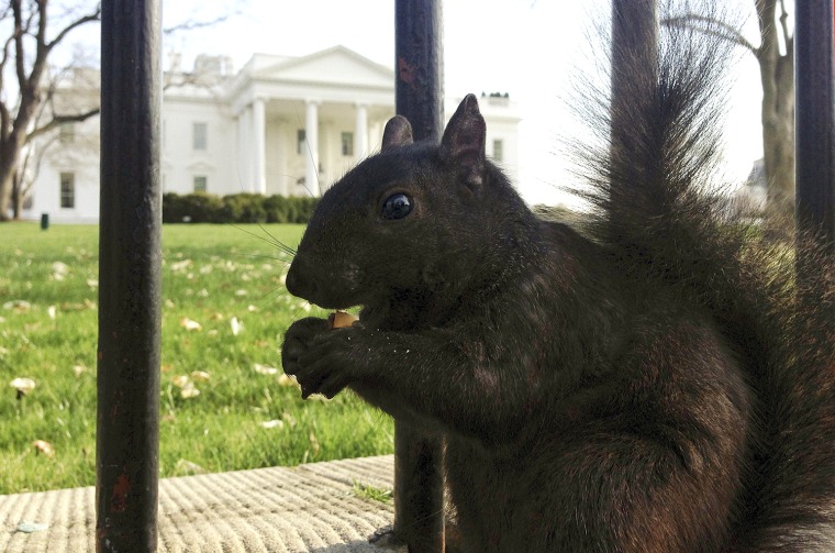 Image: Squirrel eats a piece of cracker dropped by a tourist at the north fence of the White House in Washington