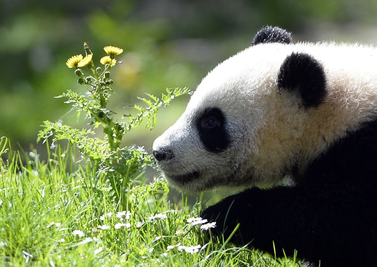 Image: SPAIN-CHINA-ANIMAL-PANDA
