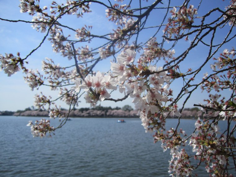 Flowering cherry trees need constant care and maintenance to keep them in good health. The DC cherry blossoms are pruned once to remove damaged or diseased limbs and then once again for shaping purposes.