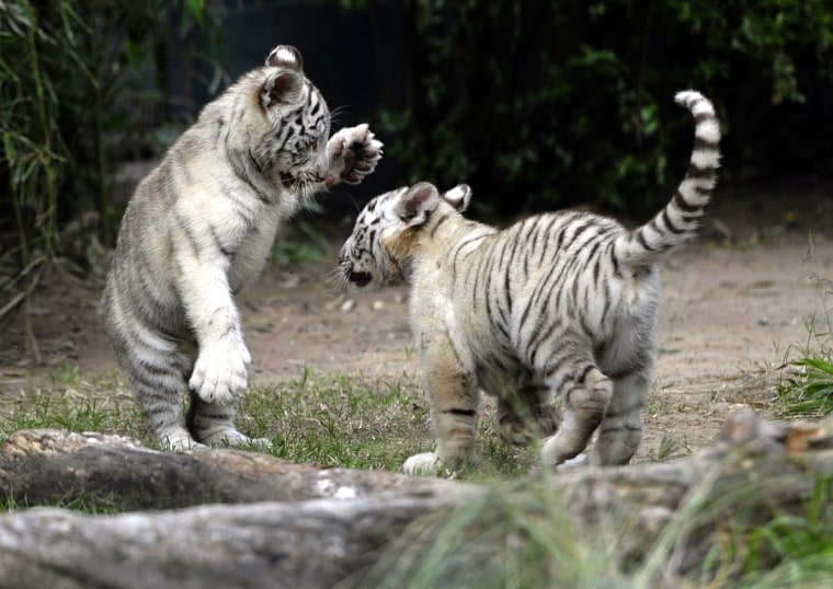 Image: ARGENTINA-ANIMALS-WHITE BENGAL TIGERS-CUB