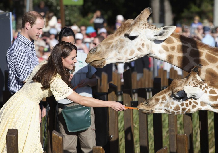 Image: Prince William and Catherine, Duchess of Cambridge, feed giraffes at Sydney's Taronga Zoo