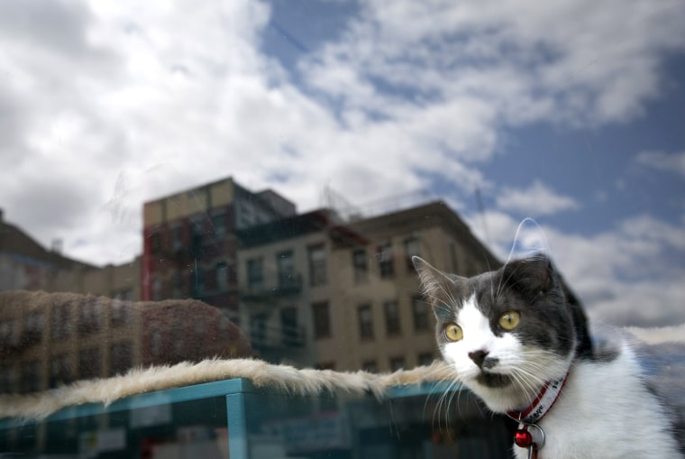 Image: A cat looks out a window at a cat cafe in New York