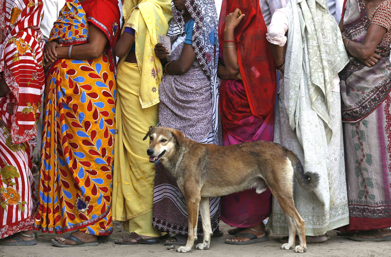 Image: Women line up beside a stray dog to cast their vote outside a polling station in Vrindavan