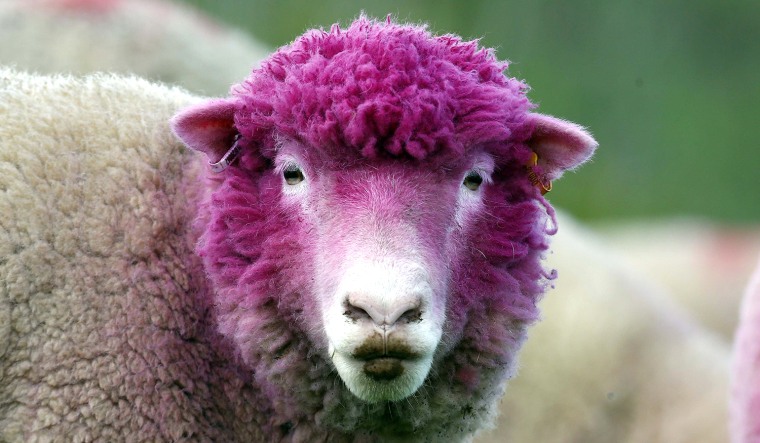 Image: A sheep with dyed pink wool grazes in a field near the village of Balintoy