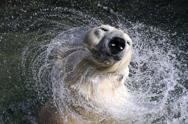 Image: 27 year old white polar bear Uslada shakes off water in her pool at the Leningrad Zoo in St. Petersburg