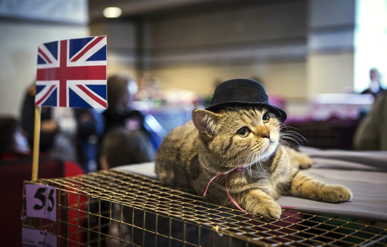 Image: A British Shorthair is presented during a local cat exhibition in Almaty