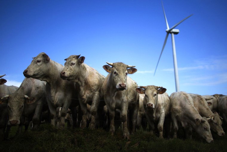 Image: Cattle gather in a field near an ECO 110 wind turbine manufactured Alstom in the Landes de Couesme wind farm near La Gacilly
