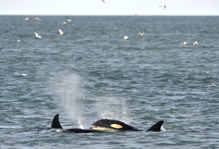 Image: Orcas or killer whales are seen offshore at Punta Norte, near the Patagonian village of Puerto Piramides