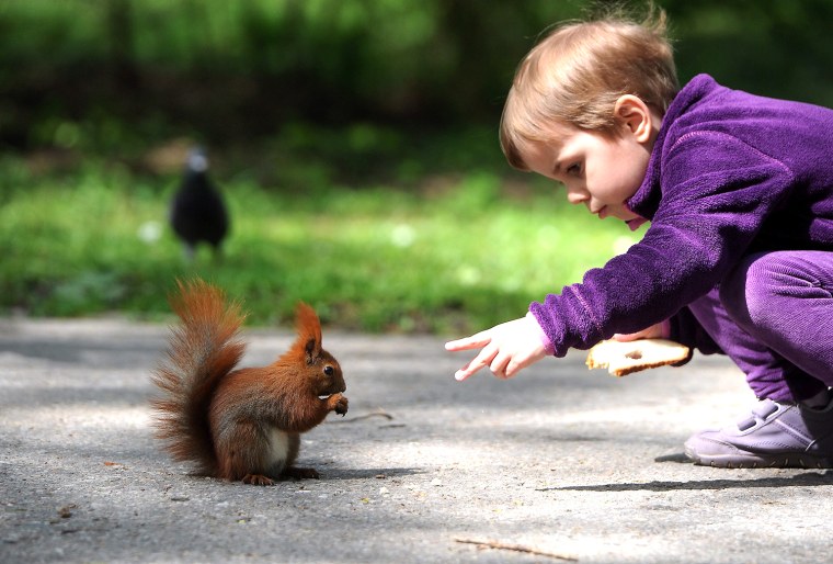 Image: A child looks at a squirrel at the Royal Lazienki Park