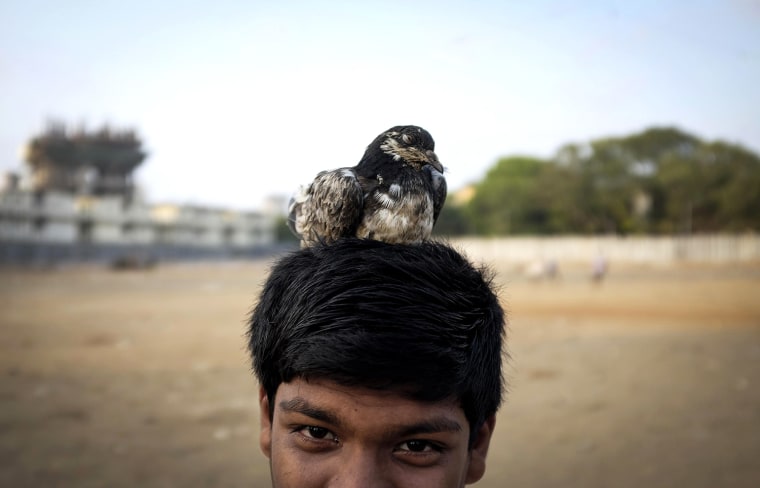 Image: A boy rests his pet pigeon on his head as he plays with it in a slum in Mumbai