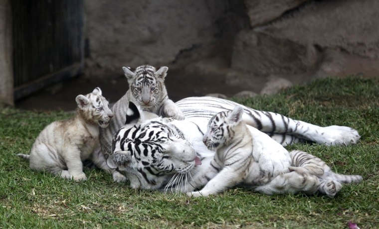 Image: White Bengal tiger Clara and her three cubs play during a news presentation at Huachipa's private zoo in Lima