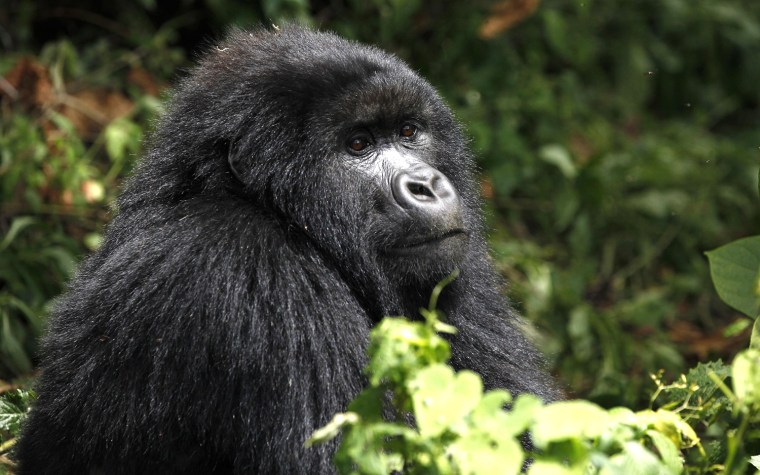 Image: An endangered mountain gorilla from the Nyakamwe-Bihango family is seen within the forest in Virunga national park near Goma