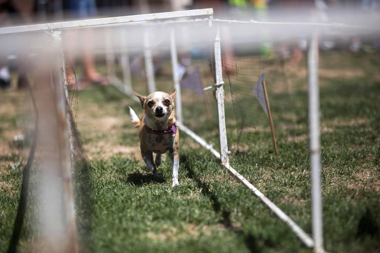 Image: A chihuahua runs down a stretch of grass during the Chihuahua races held for the Si Se Puede Foundation's Cinco de Mayo Festival in Chandler