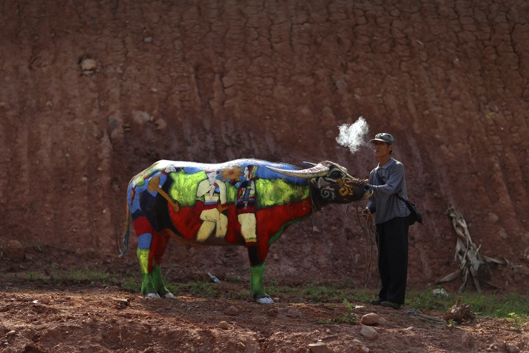 Image: A man smokes as he waits with his painted buffalo before a buffalo bodypainting competition in Jiangcheng county, Yunnan province
