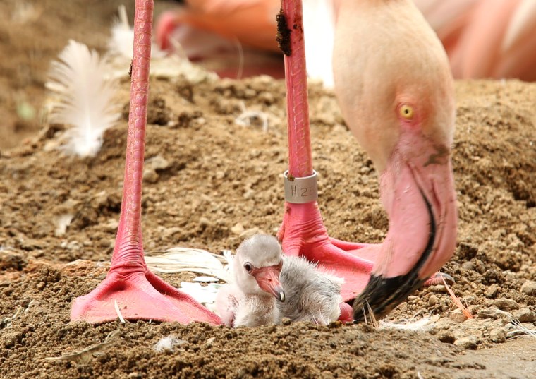 Image: *** BESTPIX *** Three Flamingo Chicks Born At Oji Zoo