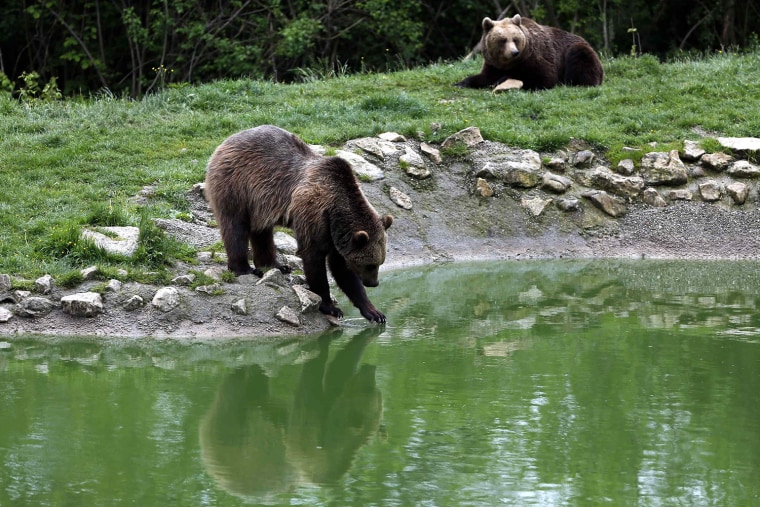 Image: Brown bears are seen inside an enclosure at \"Libearty\" Zarnesti bear sanctuary, central Romania