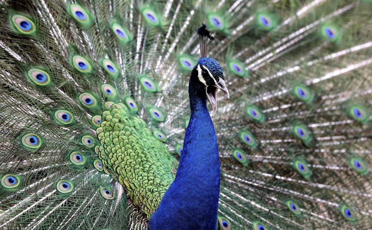 Image: A peacock spreads its tail feathers at a zoo in Shenyang