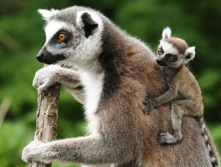 Image: A Lemur catta, also known as ring-tailed lemur, with its three-week-old cub clinging to its back sits on a tree at the Schoenbrunn zoo in Vienna