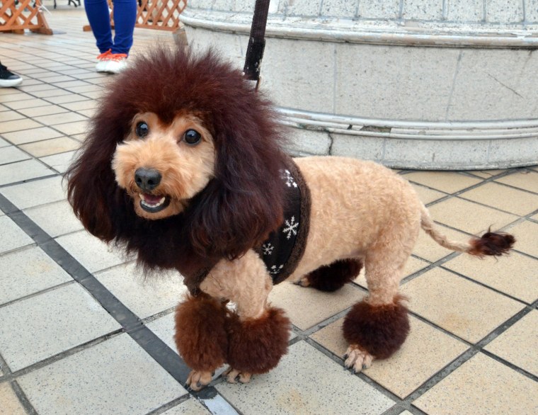 Image: JAPAN-ANIMAL-DOG-OFFBEAT