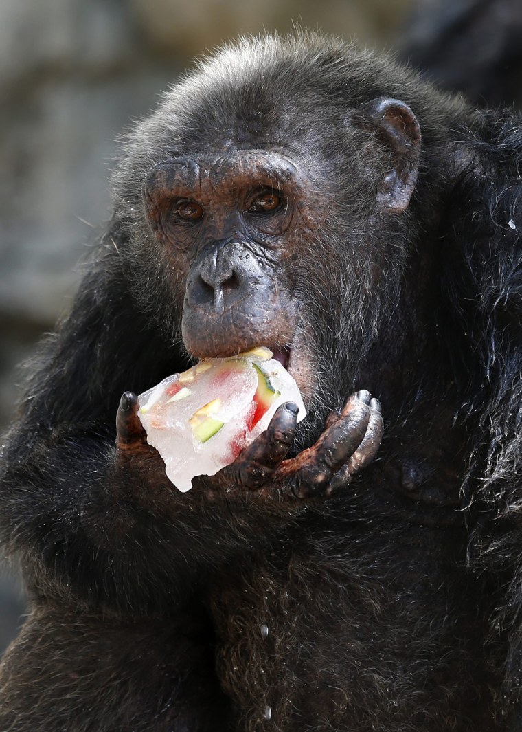 Image: Animals enjoy icy fruit to cool down from heat at Dusit Zoo in Bangkok