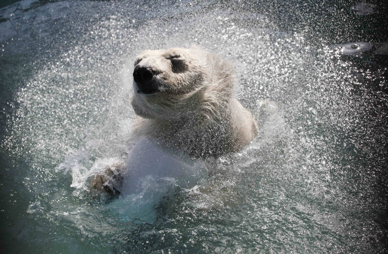 Image: Aurora, a four-year-old female polar bear, swims in a pool for the first time in the season at the Royev Ruchey zoo in Krasnoyarsk