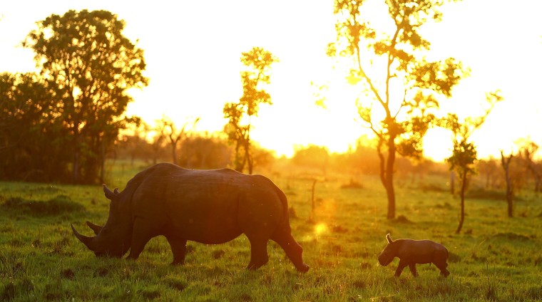 Image: A Southern White Rhino named Bella walks with her one-day-old baby at the Ziwa Rhino Sanctuary in Nakasongola