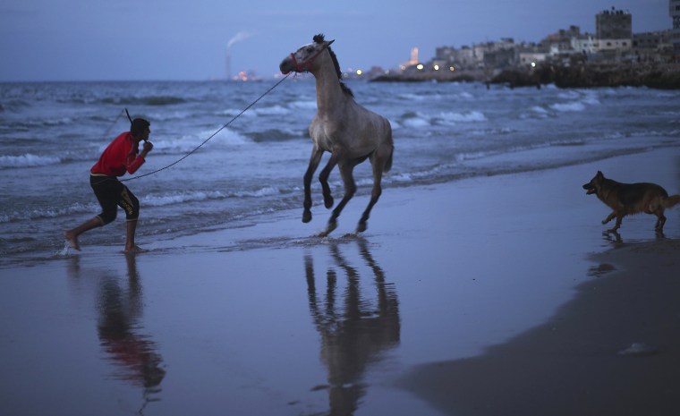 Image: Palestinian man tries to control his horse at the beach of Gaza City