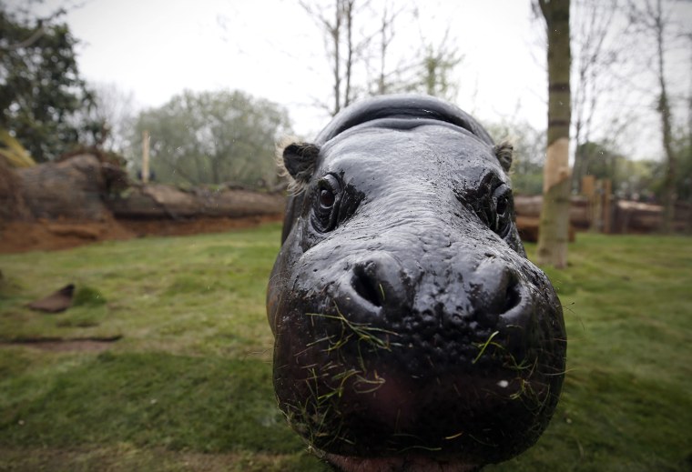 Image: TOPSHOTS-BRITAIN-ANIMAL-ZOO-HIPPO