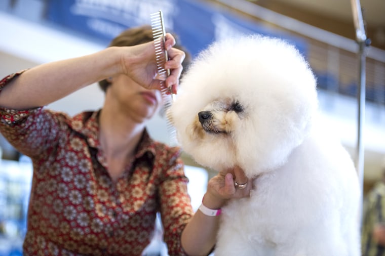 Image: International Dog Grooming Championships