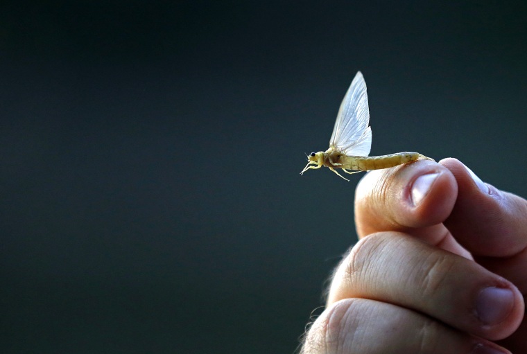 Image: A man holds a long-tailed mayfly at Tisza river near Tiszainoka, southeast of Budapest