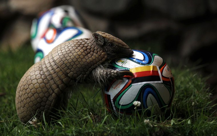 Image: The armadillo called Norman, Germany's World Cup oracle, approaches the soccer ball representing Germany as he makes his prediction for the team's opening World Cup match against Portugal on June 16, at the zoo in the western city of Muenster